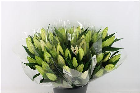 Lilium (Oriental Grp) overig