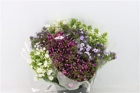 Phlox paniculata gemengd in fust