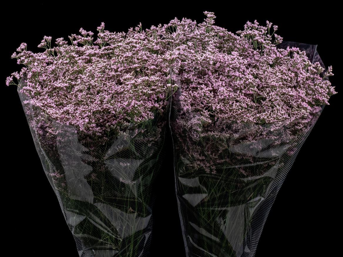 Limonium Safora Oshi Pink