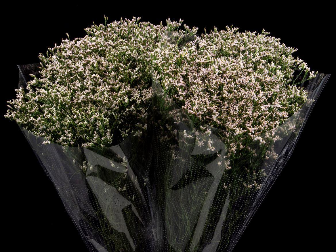 Limonium overig