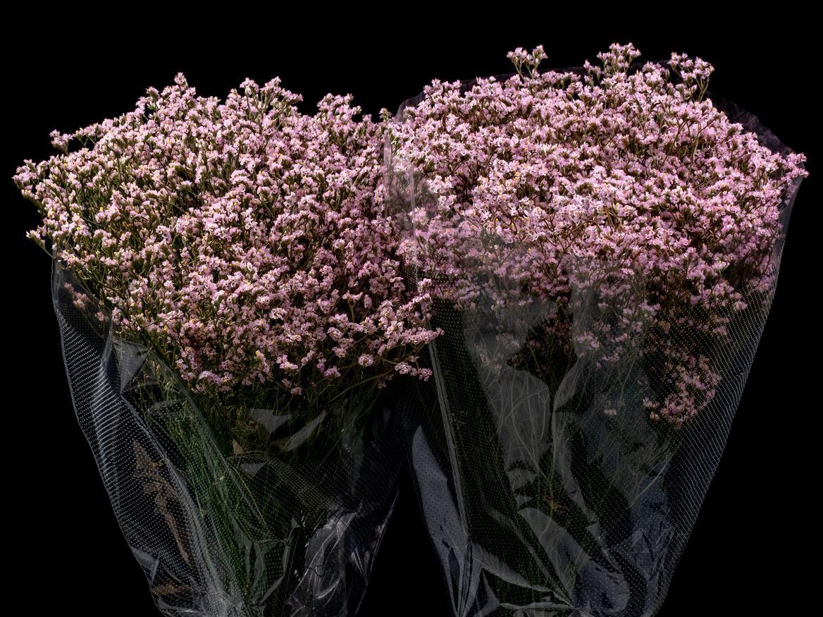 Limonium overig kleurbehandeld H%