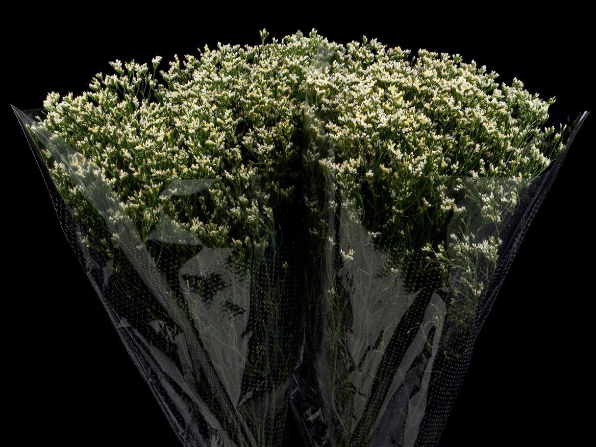 Limonium overig
