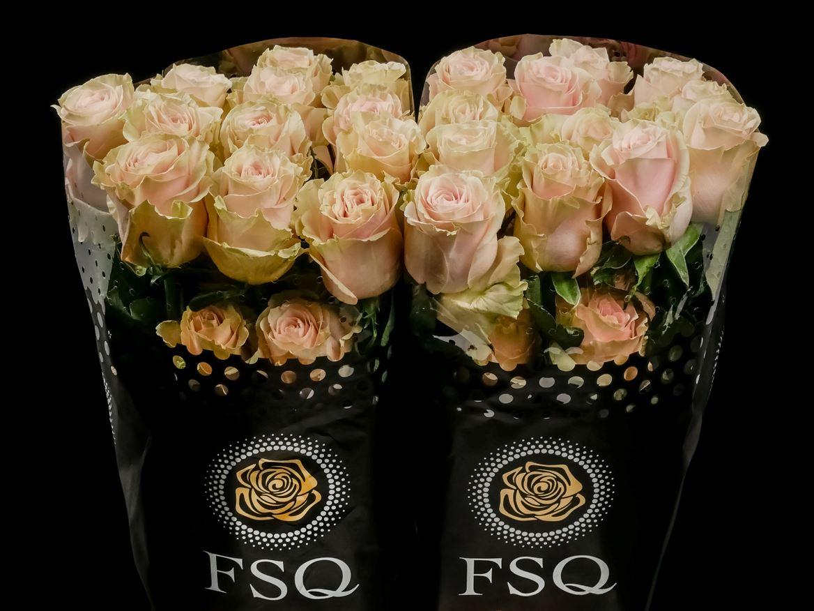 Rosa grootbloemig Pink Mondial