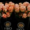 Rosa grootbloemig Shimmer