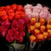 Rosa grootbloemig gemengd in fust