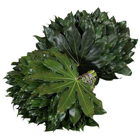Fatsia japonica per bos