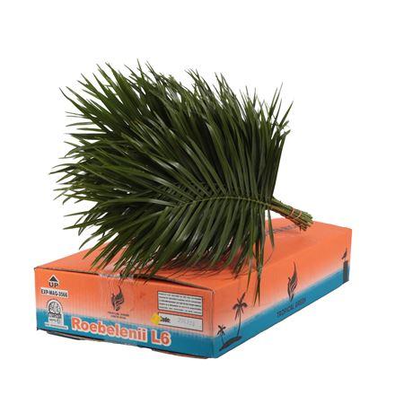 Phoenix roebelenii per bos