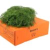 Gleichenia dicarpa per bos