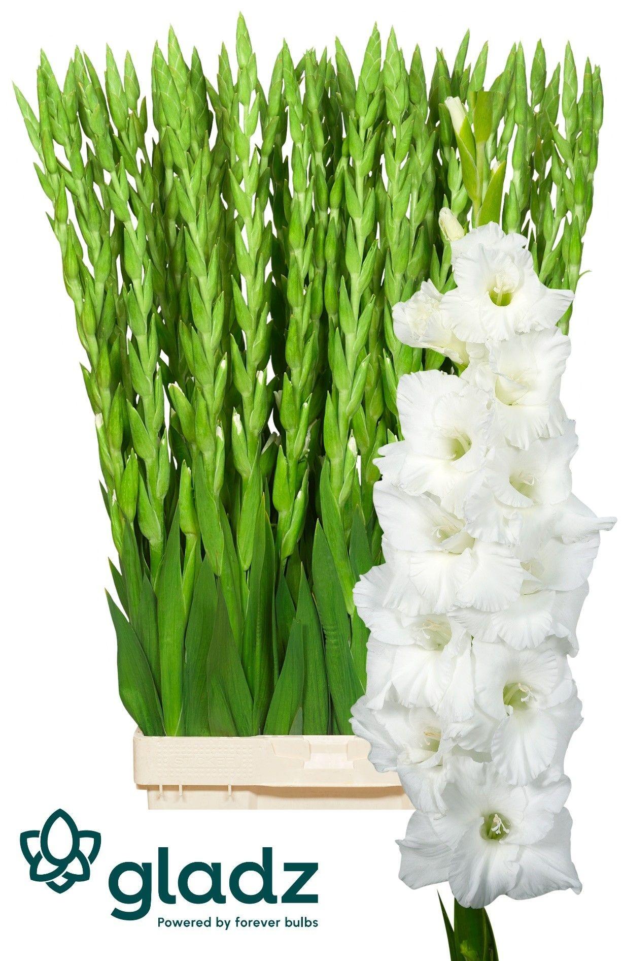 Gladiolus (Large-flowered Grp) 'Essential'