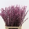 Salix Tørret