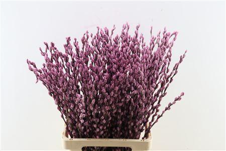 Salix Tørret