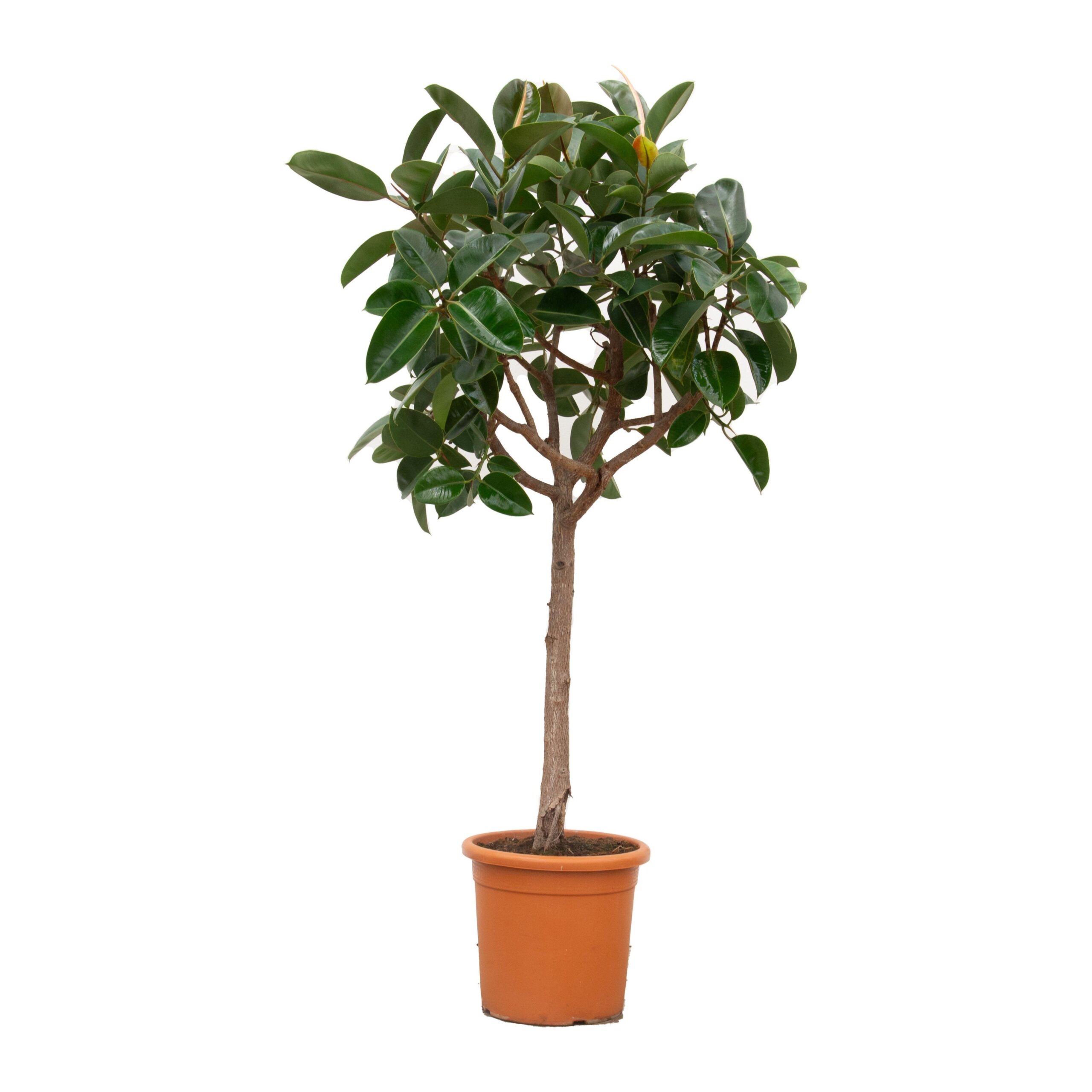 Ficus elastica 'Robusta'