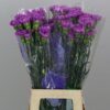 Dianthus standaard Florigene Moonlite