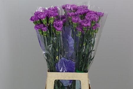 Dianthus standaard Florigene Moonlite