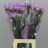 Dianthus standaard Florigene Moonaqua