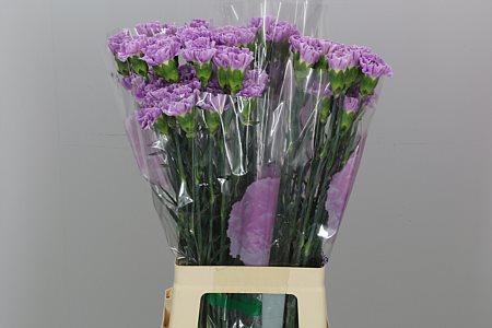 Dianthus standaard Florigene Moonaqua