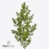Asparagus umbellatus