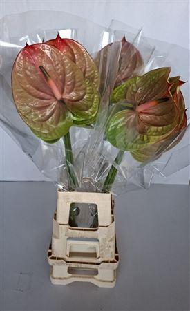 Anthurium (Andreanum Grp) Licosa