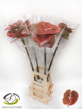 Anthurium (Andreanum Grp) Cognac