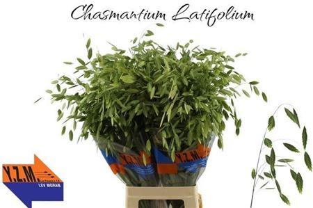 Chasmanthium latifolium