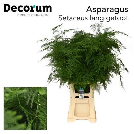 Asparagus setaceus