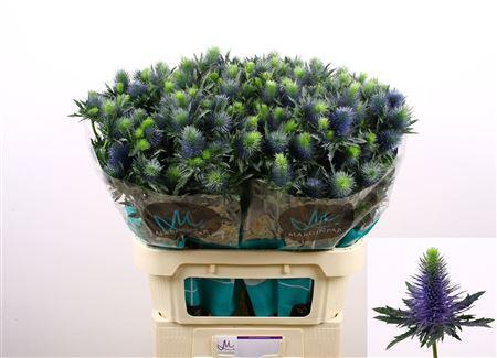 Eryngium Supernova Questar