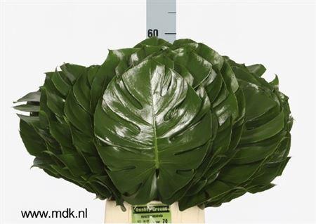 Monstera