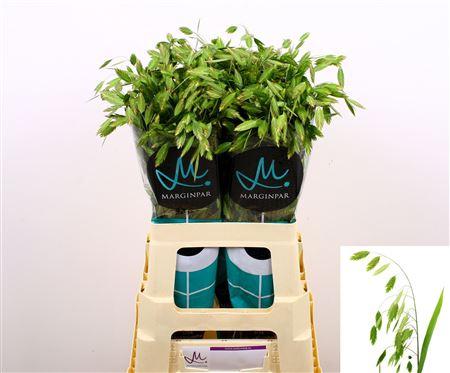 Chasmanthium latifolium