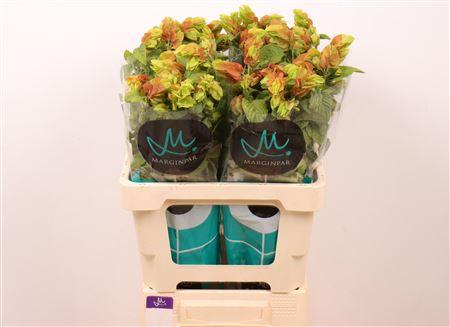 Snijbloemen overig