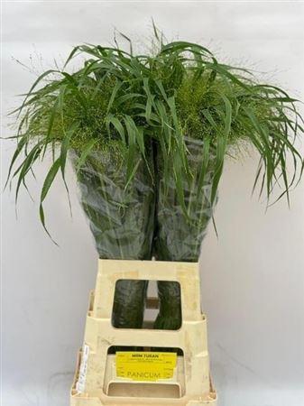 Panicum virgatum 'Fontaine'