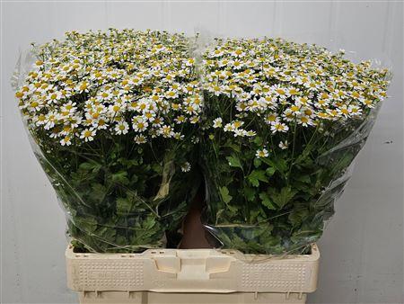 Tanacetum parthenium 'Single Vegmo'
