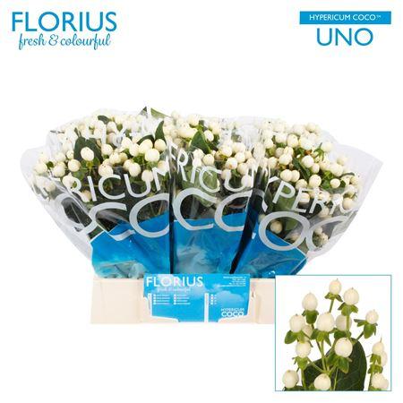 Hypericum Coco Uno