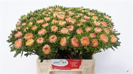 Callistephus chinensis 'Matsumoto Abrikoos'