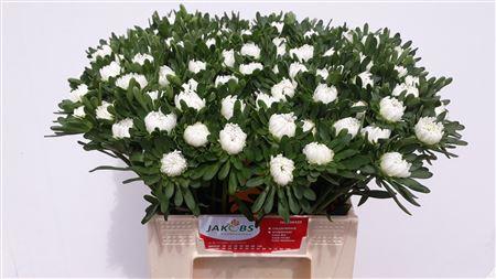 Callistephus chinensis 'Matsumoto Wit'