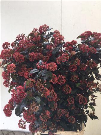 Physocarpus opulifolius 'Diabolo'