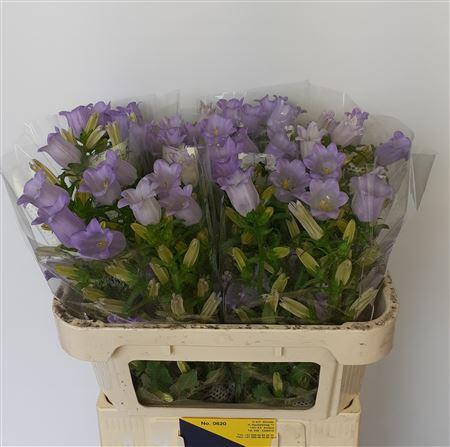 Campanula medium 'Champion Lavender'