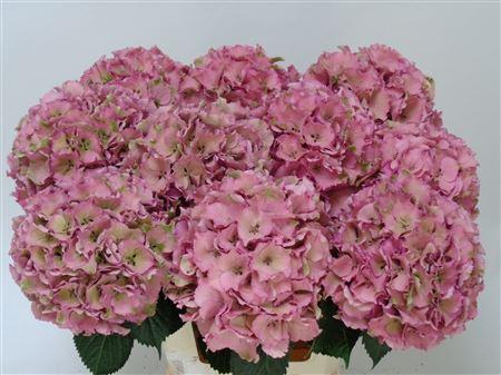 Hydrangea macrophylla Royal Palace (classic)