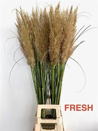 Cortaderia selloana 'Early Maja'