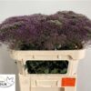 Trachelium caeruleum 'Corine Purple'