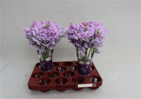 Lathyrus odoratus 'Winter Sunshine Lavender'