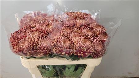 Chrysanthemum (Indicum Grp) geplozen Bigoudi Red