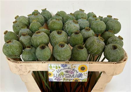 Papaver somniferum (zaaddoos)