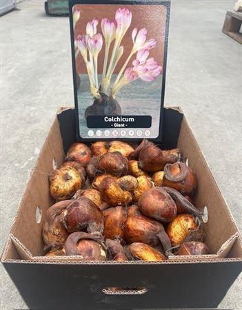 Colchicum 'Giant'