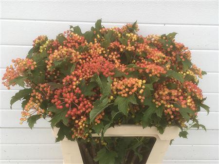 Viburnum per tak overig met bes
