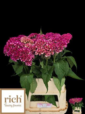 Snijbloemen overig