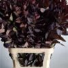 Cotinus coggygria 'Royal Purple'