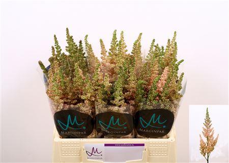 Astilbe chinensis 'Vision Inferno'