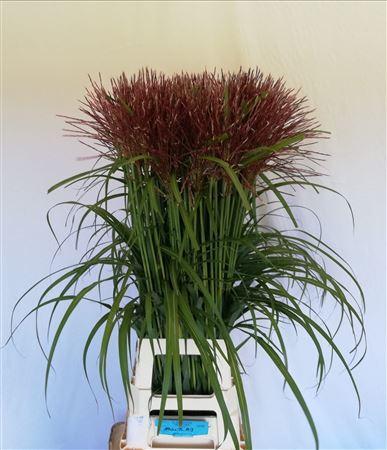 Miscanthus sinensis 'Rotfeder'