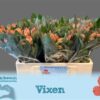 Alstroemeria Vixen