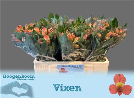 Alstroemeria Vixen